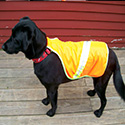 Dog Products