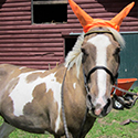 Horse Products